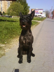 Obrázok